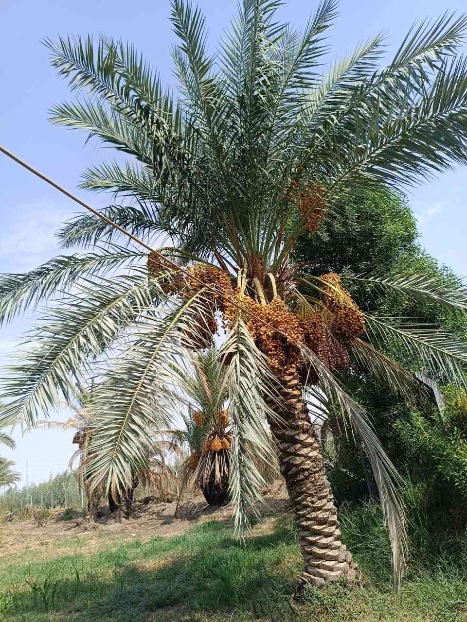 سلام عليكم
يوجد تمر للبيع زهدي وشويثي وعمراني بستان كامل تمر معلك (يعني تكص وتاخذ ) عنوان دوانيه مركز فسايل مختلفه200 نخله  ***********
