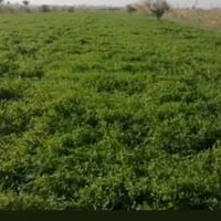 بزر برسيمه • مصرية • مدخل العبايچي