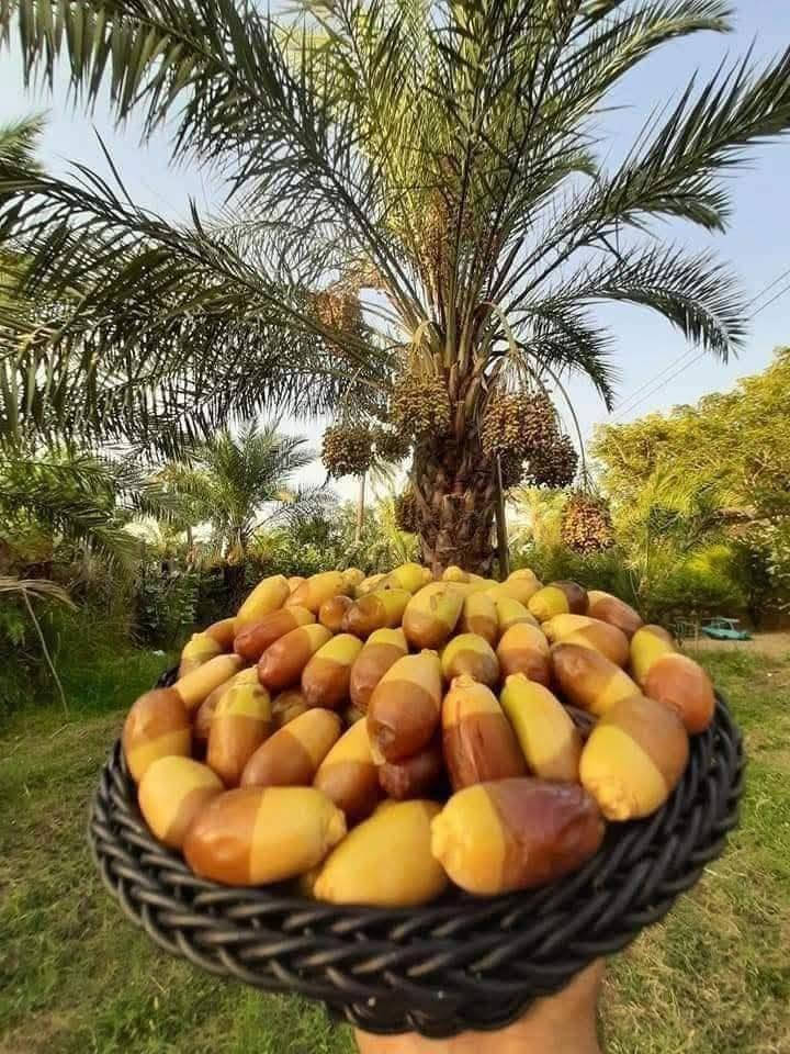 اليوم عدنا الشاب البهرزي عزت الكرخي ..
شاب مكافح حب الاعتماد على نفسه، ويعمل في تكريب وتلقيح النخيل (قص، تكريب، تزبير، لقاط تمر، قطع النخيل). 🌴💪

شغل مرتب وتعامل طيب. أي شخص يحتاجه يتصل برقمه

 *********** ويأتيك للمنزل. 📞🏡

نسأل الله أن يوفقه ويبارك في رزقه إن شاء الله تعالى. 🤲✨

عزت الكرخي
