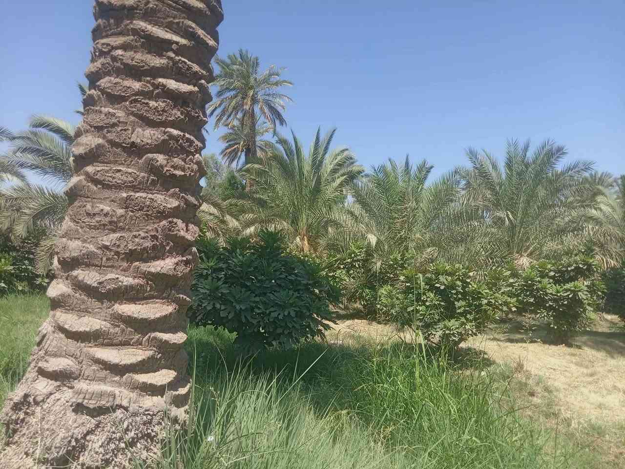 السلام عليكم
بسم الله الرحمن الرحيم. 
يوجد مزرعة للبيع.  طابوا زراعي سند 25. بستان. 

المساحه 20 دونم. 

متكونه من 500 نخله متنوعه.  برحي مع الفسائل. ومكتوم مع الفسائل.  زهدي خستاوي.  شكر. 
  مع 600 شجرة تين بني مسلم. حمال جديد. حديث 
مع 3 دونم عنب. متنوع 

 50 شجرة  رمان. حمال. نوعيه امريكي ويمني. 

 30 شجرة سفرجل.  حمال. 

والارض مزروعه جت. 

وتحتوي على بيت مرتب ونضيف. جاهز للسكن 

وحقول عجول. نضام حديث. 

تحتوي على محوله كهرباء خاصه بس للبستان. 

مع ماطور كاز.  حديث. 
مع نحالات كهربائية. 
 
نهر خاص من الشط. 24 ساعه وتوفر ماء للسقي.  خير من الله. 
ماء اساله فول البوري كدامة.  

الارض واجهيه عل شارع تبليط450 متر 

نزال 150 متر 
 
مشموله بالسلف.  تكدر تسحب سلفه عليه 800 مليون. 

الموقع. بابل. الهاشمية.  منطقه التياس.  
اي ستفسار خاص اوواتساب

***********
