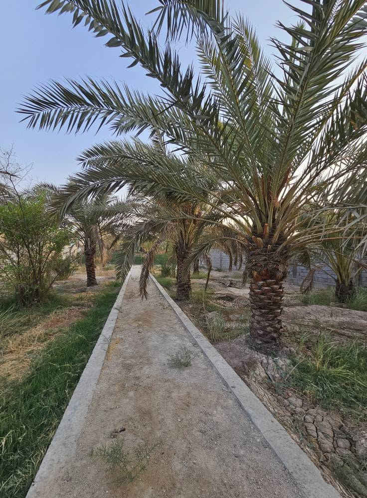 🌴 بستان للبيع في أبي الخصيب – محيلة 🌴
📐 المساحة: 1070م² (ألف وسبعون متر)
📜 الطابو: صرف، سهم وتحويل مباشر باسم المشتري
🌴 يحتوي على عدد من النخيل والأشجار
🔒 محكم بسياج من جميع الجهات
🌊 يطل على نهر جاري مباشرة
💧⚡ جميع الخدمات متوفرة
📍 العنوان: البصرة – أبي الخصيب – محيلة، قرب سوق محيلة
📞 للاستفسار والاتصال:
*********** البصرة, العراق

نص مكتوب في الصور:
- ***********