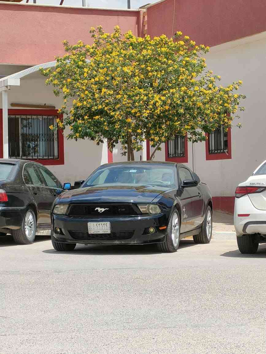 فورد موستنك 2011  
سنوية لحد 2031 جديد سيارة باسمي ثاني يوم تحويل 
هزة جديد قبل شهرين مسوي
بيها بطاقة بانزين الها
محرك 6 سلندر حجم 3700 (3.7)
بيها صالنصه رياضي ابو دكمه 
سيارة مصبوغة حزام 
كير  و محرك شرط شرط اي شي ما بيها نقص
تبريد ثلج تدفئة شرط اي نقص ما بيهن
4 تايرات جديد 
صدر جديد اذانات محرك جديد 
سيارة حلوه ومرتبه وكاعده 
سعرها 79 ورقة 
مكاني كركوك حي عدن/ قرب سوق راس دوميز رقم تلفوني 
***********
*********** كركوك, العراق

