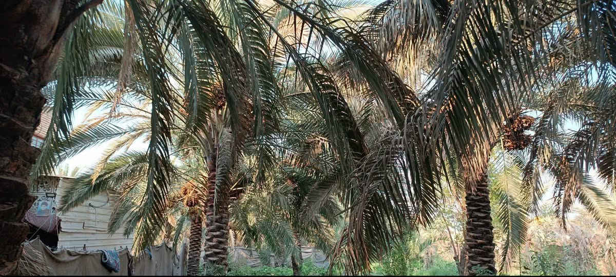 🌴 أرض زراعية للبيع
📐 المساحة: 1190 م
📏 الواجهة: 17 متر
📏 الطول: 70 متر
🛣️ الواجهة على شارع مُبلّط، ونهاية الأرض على شارع ترابي.
📍 الموقع: قضاء سوق الشيوخ -البطاط تبعد حوالي 500 متر عن جسر أبو حديبة، بالقرب من بيت الشيخ أبو غزوان.
🌴 تحتوي الأرض على أنواع متعددة من أشجار النخيل.
📞 للاستفسار والاتصال:
***********
