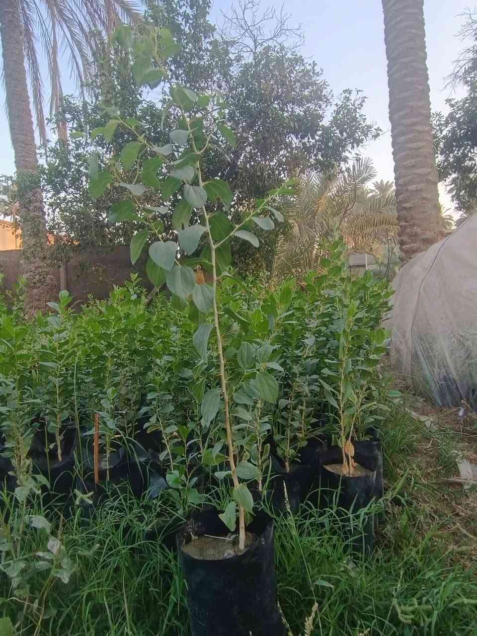 سدر حشري • جاهز للتطعيم • حله المچرية