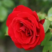 عندي بيت للبيع المساحة 150متر يحتوي على غرف 2+هول+واستقبال وحمام داخلي...