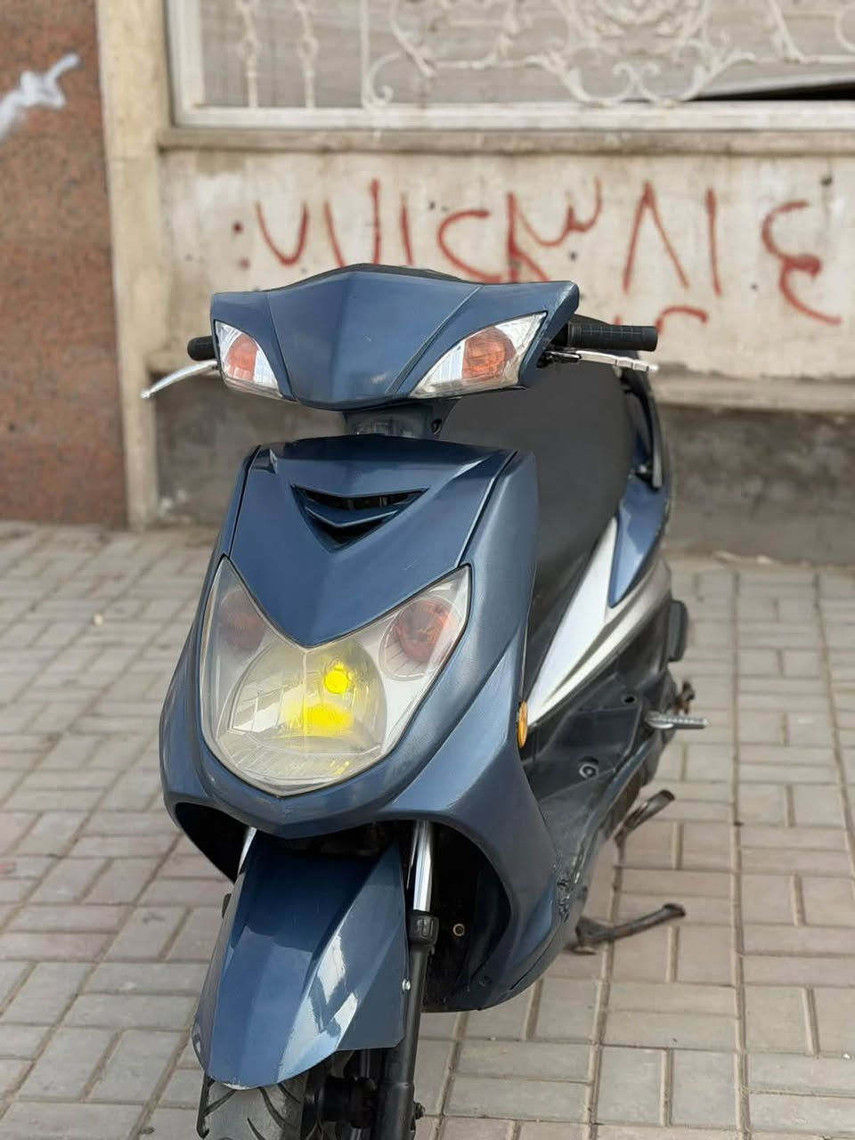 سكنس فحل • جديده • مكفوله