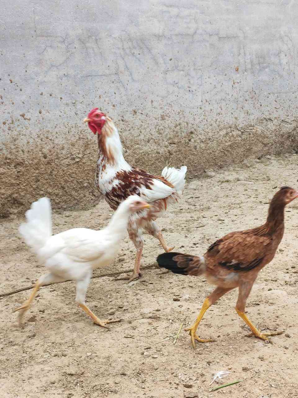 ديج • عمر مندان • بيه مجال