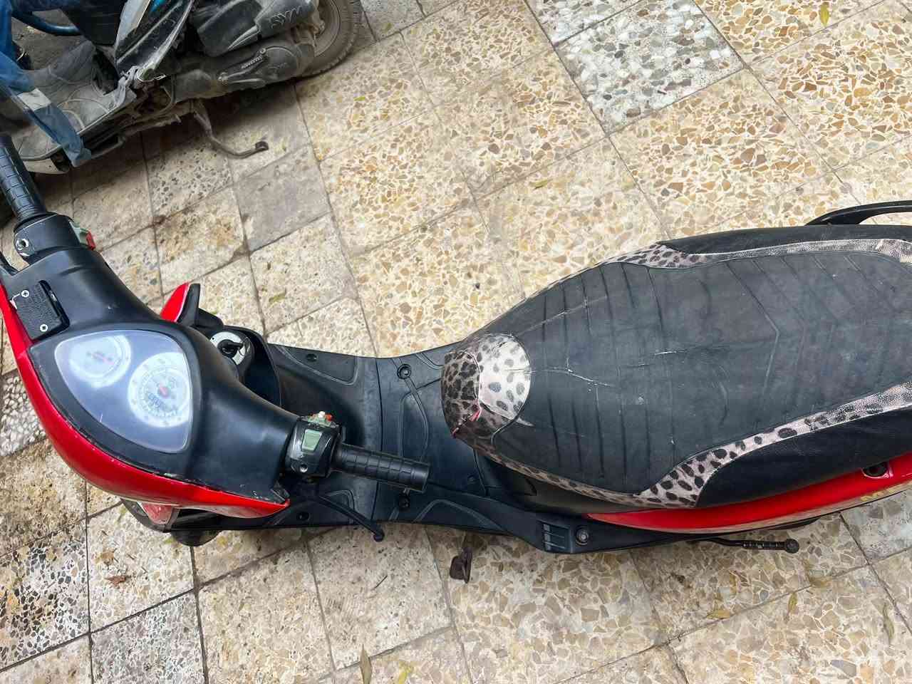 ماكس عدله لبيع دراجه حلوه نضيفه شوفت عينك الدراجه شغاله دكت هندر كهرباياته شغاله لايت اشاره بك لايت عينه بس السلف ما يشتغل يرادله شخاطه ودشلي ماله رايده 350وبيه مجال مكاني كرمه علي رقمي ***********
