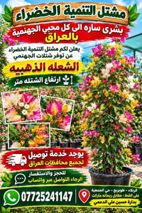 شتلات جهنمية • شعله ذهبيه • توصيل