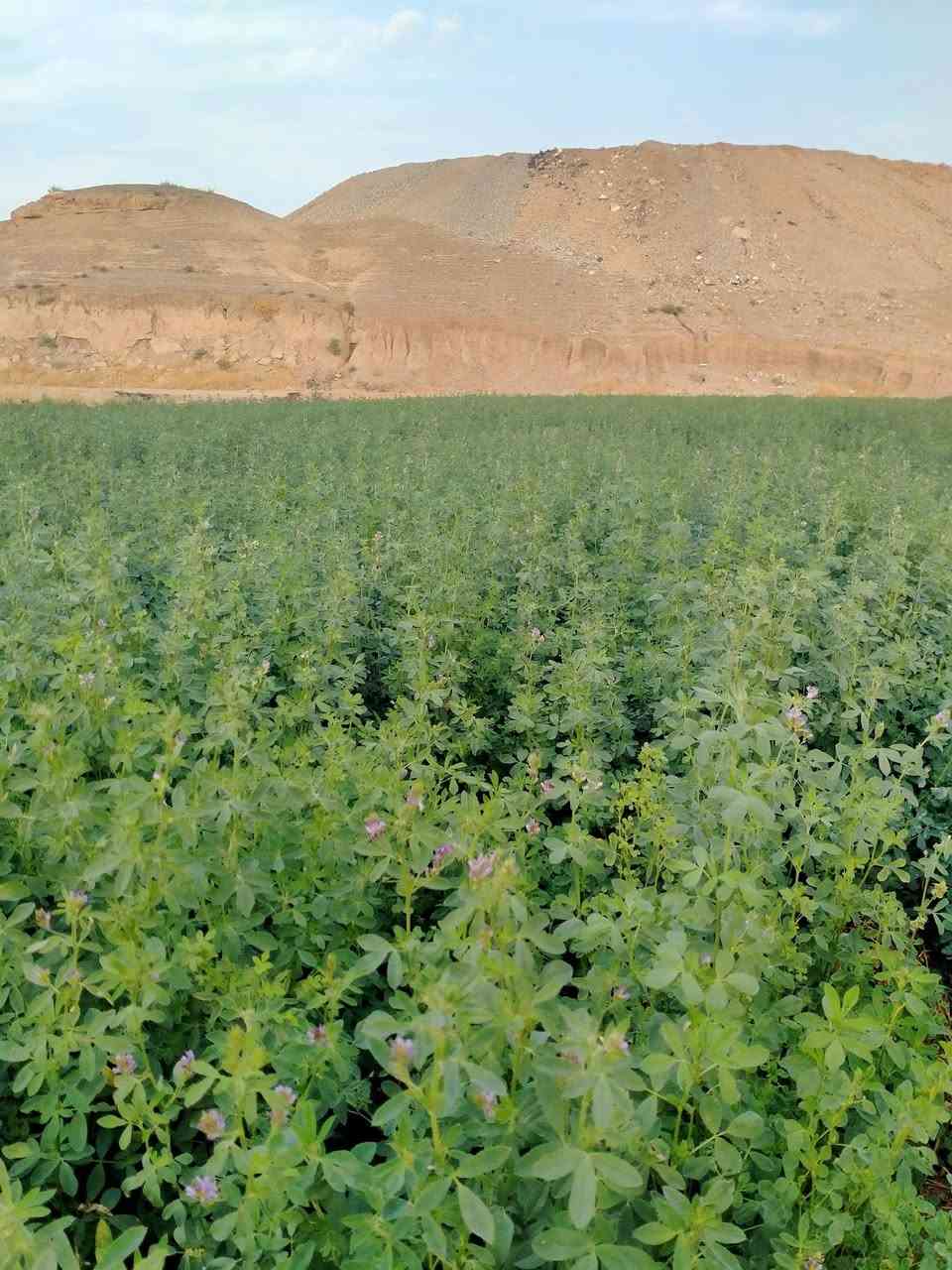 حشيش جت • عراقي • درجة أولى