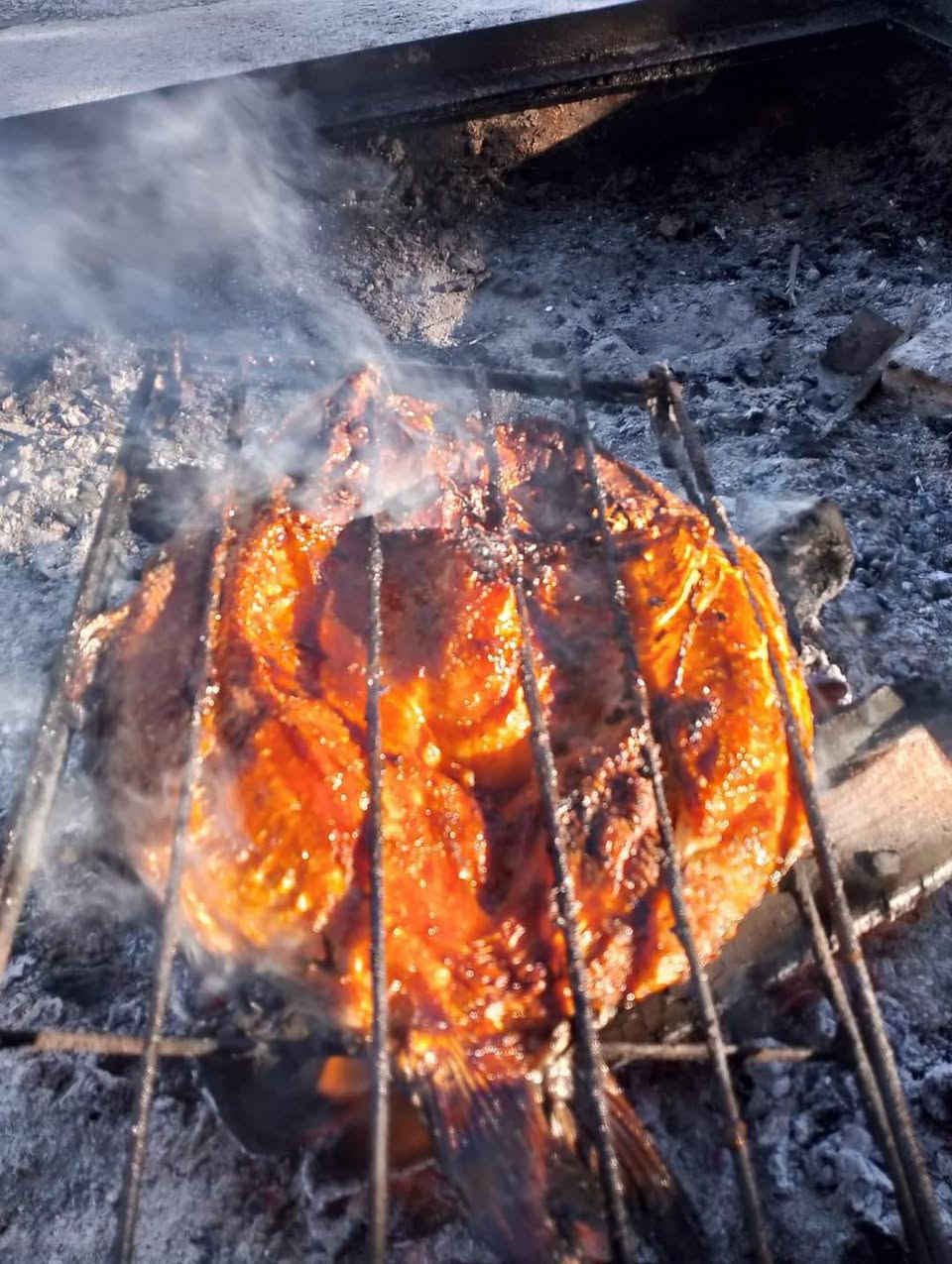 سمك مسگوف • حجز واتساب • متوفر