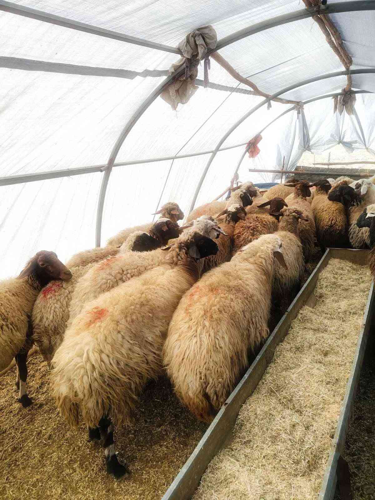 بيت بلاستيك • ٦×٤ • ارتفاع ٢٢٠سم