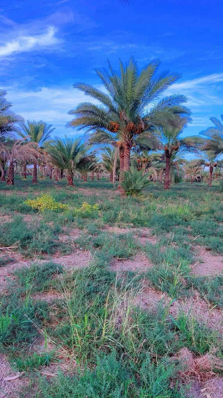 الراشدية بغداد • أراضي زراعية • طابو صرف
