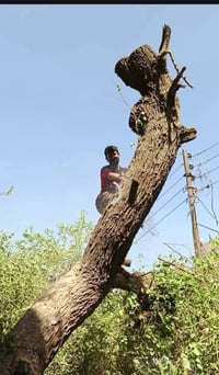 قص شجر • حديقة • خانقين