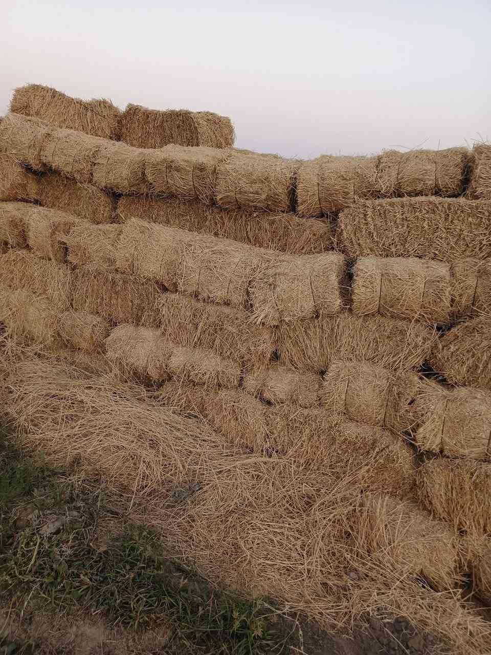 السلام عليكم كبس جت للبيع مكان الخميسيه رقم ***********
