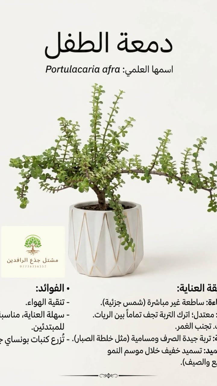 🚀 النبتة الأقوى.. والدمعة الأجمل! ❤️✨
منو گال "الدموع" بس حزن؟ 🤔 تعرفت على "دمعة الطفل"؟ 🌱💧
هاي النبتة مو بس اسم حلو، هاي "جوهرة" خضراء حقيقية لازم تكون عندك! 💎🌿
🌟 ليش دمعة الطفل هي الاختيار الأفضل لبيتك؟ 🔥
1️⃣ قوة وتحمل: نبات قاسي ويتحمل كل ظروفنا الجوية، قوية وما تموت بسهولة، مثالية للناس المشغولين! 💪🌵☀️
2️⃣ عناية سهلة جداً: ما تحتاج منك جهد، اسگيها بس لما تنشف تربتها تماماً، وهي راح تكبر وتسعدك! 💧😴🧘‍♂️
3️⃣ جمال يتدلى: أغصانها المتدلية وأوراقها الصغيرة الدائرية مثل حبات اللؤلؤ الخضراء، تخلي أي مكان يصير قطعة فنية! 😍🧺🎀
4️⃣ منقي هواء طبيعي: مو بس منظر، تنظف لك الجو وتنطيك طاقة إيجابية! 🍃🌬️🔋
☀️ وين تخليها؟
عاشقة للشمس! 😎☀️ أفضل مكان إلها هو الشمس القوية المباشرة، يعني البلكونة أو شباك مشمس، وراح تشبعك خضار! 🔥🪟

للحجز والاستفسار، راسلنا على الخاص مباشرةً 📩
🚀 متوفر توصيل لكل مكان 🇮🇶📦💨

📍العنوان :: بغداد :: زيونة

رقم الهاتف::: ***********:::::واتساب✅
