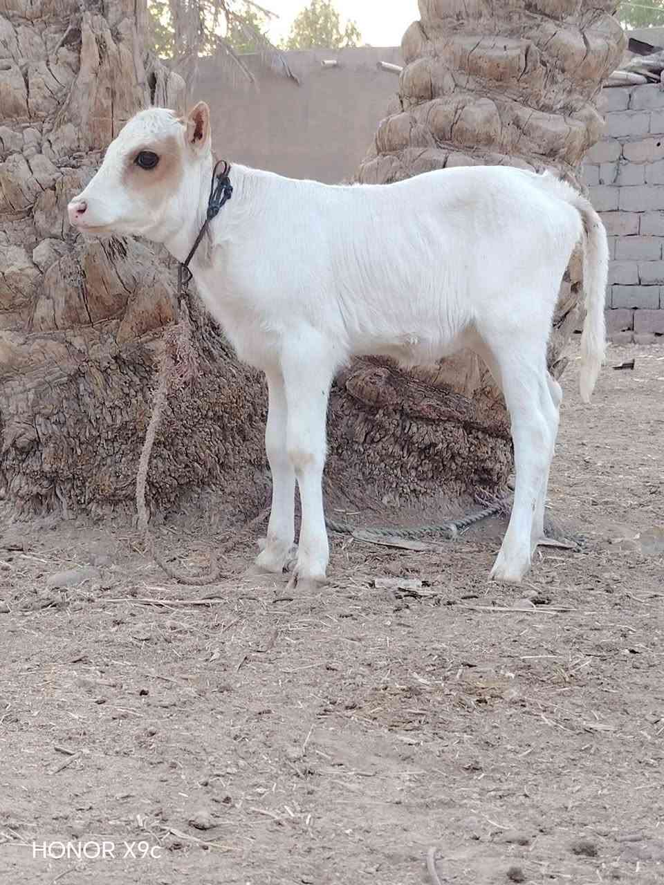 يا الله صلي عل حبيب محمد دابه رقم واحد مالت جناي
 مال عايله فريزيه درجه والى رقم واحد وراها بجر تلقيح اصل وبيها حليب🥛ودسامه خير من الله تحلب وكتين 15 كيلوو مشروطه على كل عيب السعر 2750 مالت بيت المكان بابل ناحيه الشوملي اللاستفسار ***********.. ***********
