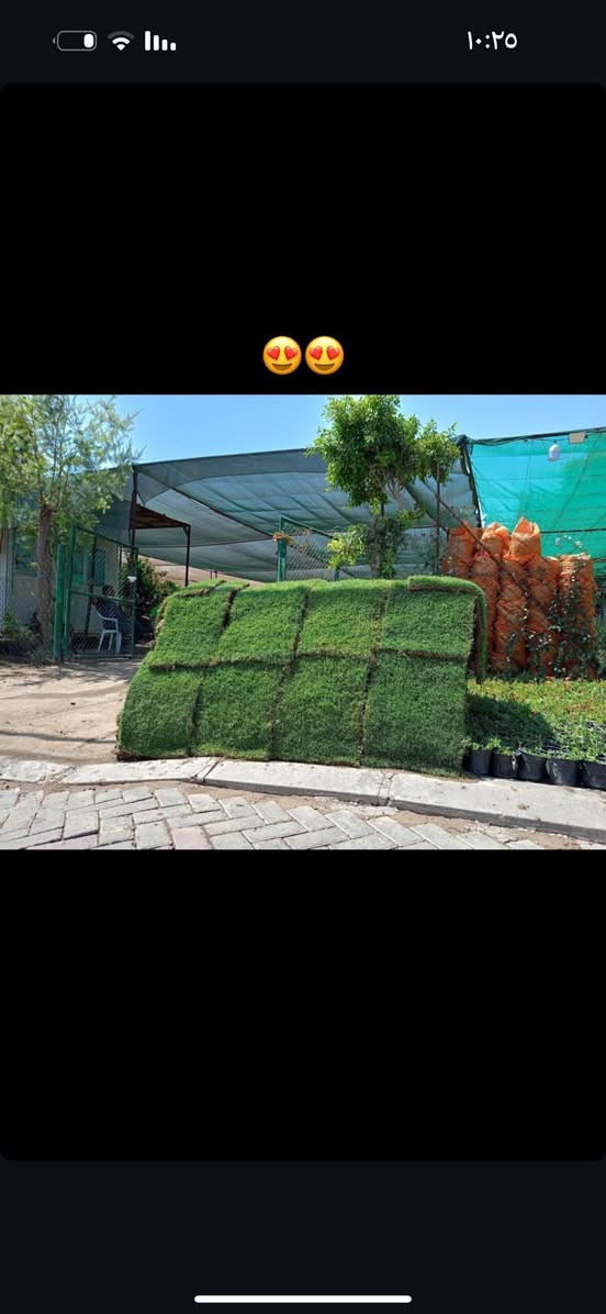 جمعه مباركه ♥️😍
توفر ثيل هندي درجه اولى مال يوم 

ب انسب لاسعار 

***********
