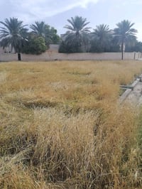 أبو غريب • حي الفارس • ١٥٠م