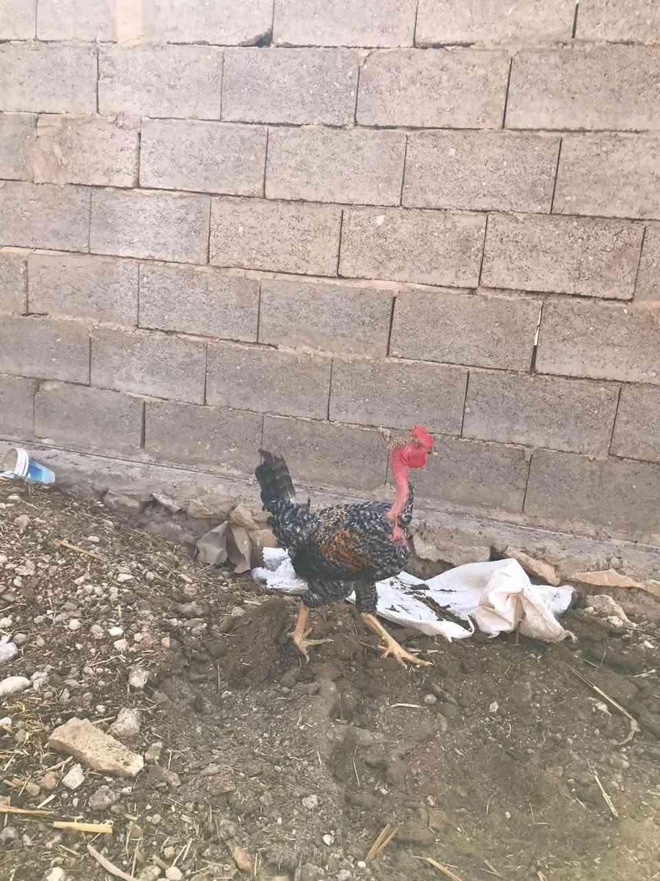ديوجه ابو ركيبه • الهراتي • الحجازي