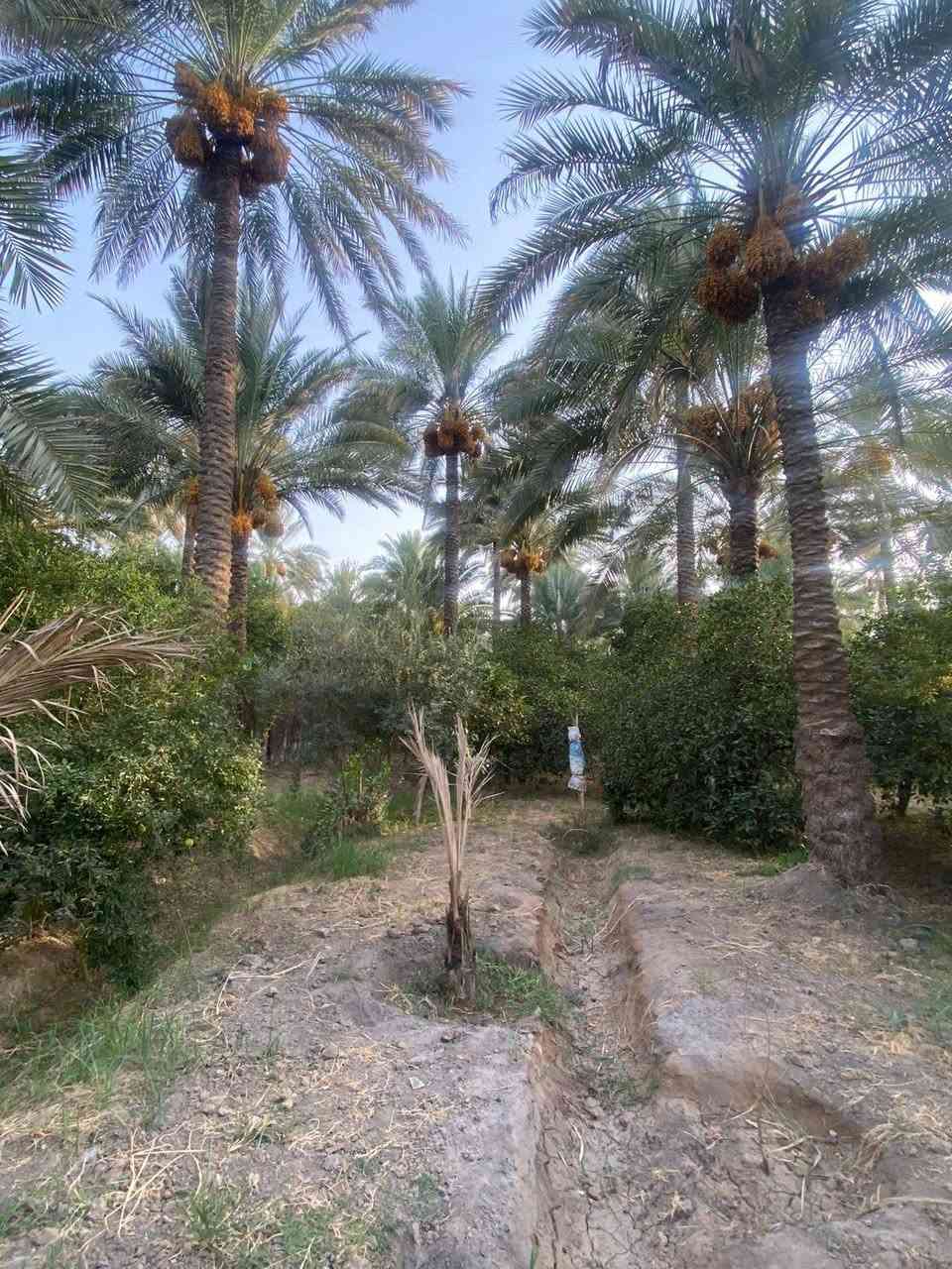 سلام عليكم للبيع دونم سند 25 تحويل مباشربس@0 المشتري بغداد الراشدية قرية النور جدا قريب ع شارع العام طريق بغداد كركوك كل خدمات متوفر بي السعر300 وبي مجال للشراي جدا قريب ع مجمع الطبي ***********

