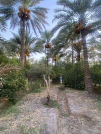 دونم سند • قرية النور • قريب طريق بغداد-كركوك