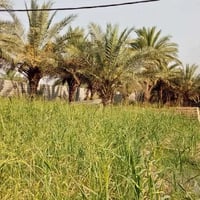 يوجد ارض طابو سند 25 يوجد فيها 7 بيوت يوجد نخل حمال كافت الخدمات موجود...
