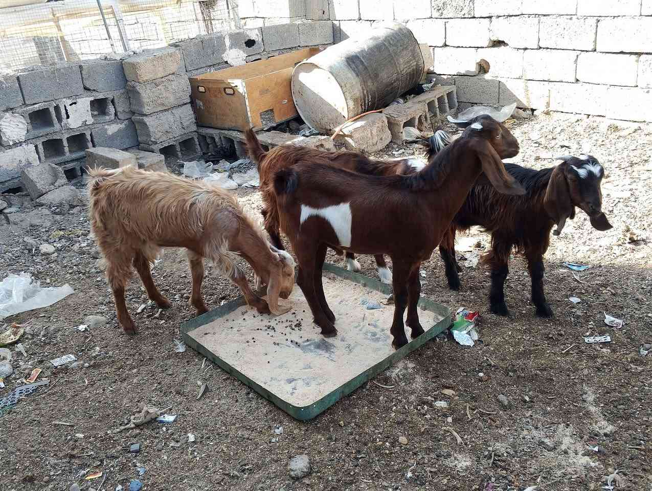 للبيع 2فحله 2نثيه *********** مكان طوز
