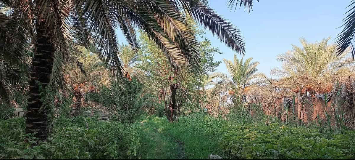 🌴 أرض زراعية للبيع
📐 المساحة: 1190 م
📏 الواجهة: 17 متر
📏 الطول: 70 متر
🛣️ الواجهة على شارع مُبلّط، ونهاية الأرض على شارع ترابي.
📍 الموقع: قضاء سوق الشيوخ -البطاط تبعد حوالي 500 متر عن جسر أبو حديبة، بالقرب من بيت الشيخ أبو غزوان.
🌴 تحتوي الأرض على أنواع متعددة من أشجار النخيل.
📞 للاستفسار والاتصال:
***********
