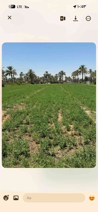 طابو زراعي • ١٠٠م • بابل الصياحيه