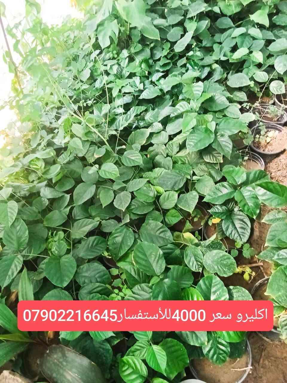 لا توجد تفاصيل

نص مكتوب في الصور:
- جلد النمر السعر 2500 للإستفسار***********
- جربره السعر 1500 للأستفسار ***********
- مضلة الشرطي السعر 2000 للأستفسار ***********
- اكليرو سعر 4000 للأستفسار***********
- اذن الفيل السعر3000 للأستفسار***********
- عنكبوت مشطب السعر 2500 للأستفسار***********
- كرن الغزال 2000 للاستفسار ***********
- سايكس عراقي 10000 ويوجد احجام اخرى للأستفسار***********
- صبرير عامودي للبيع احجام مختلفه رقم الهاتف ***********