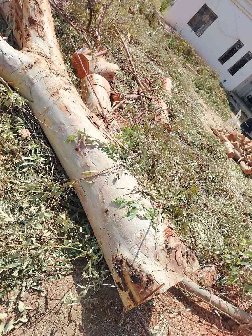 السلام عليكم
متاح حطب كالبتوس
سعر الطن اليابس ٢٠٠ الف
سعر الطن الأخضر ١٥٠ الف
للتواصل ***********
