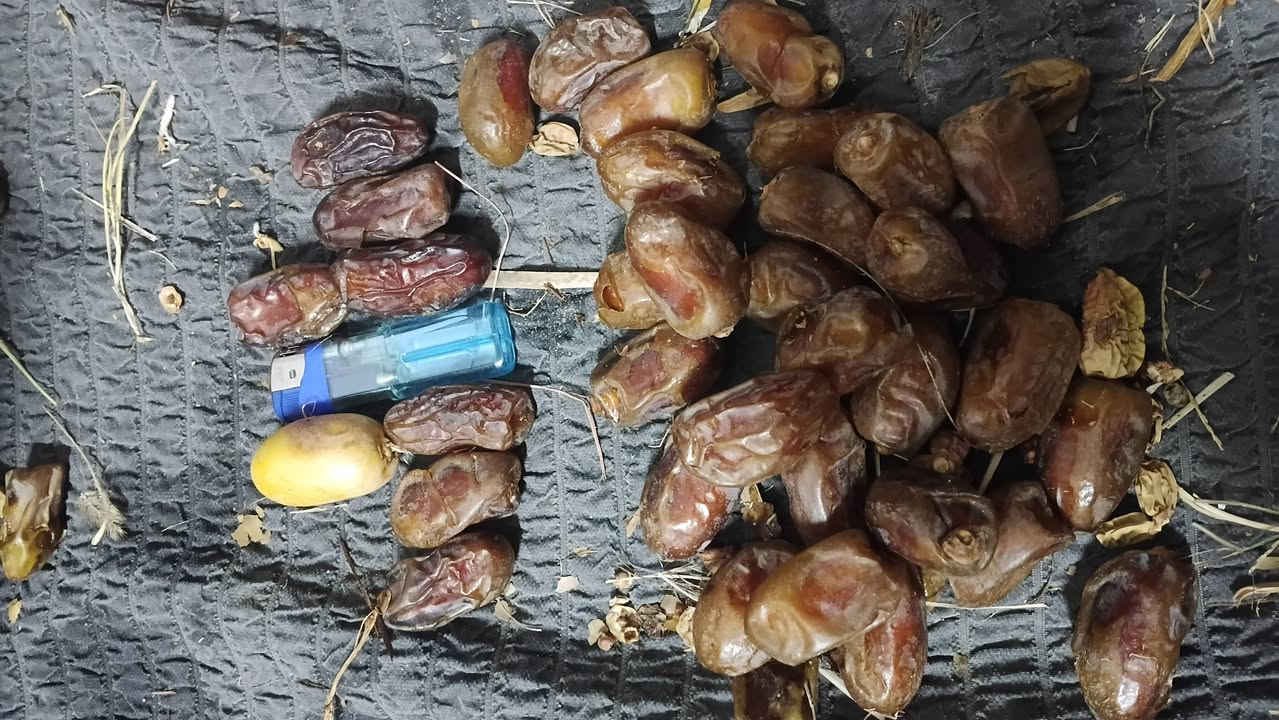 تمر شويثي • حجم كبير • قضاء النصر