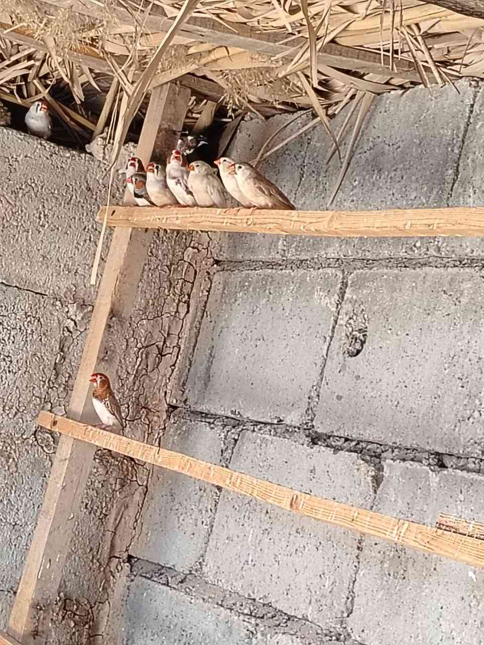 فناجس جانبو اوسوبر جانبو العدد 10 5فحوله 5 نثايه مزاويج كلهن بياضات المكان شهربان بلور السعر الزوج ١٤ الرقم الهاتف ***********
