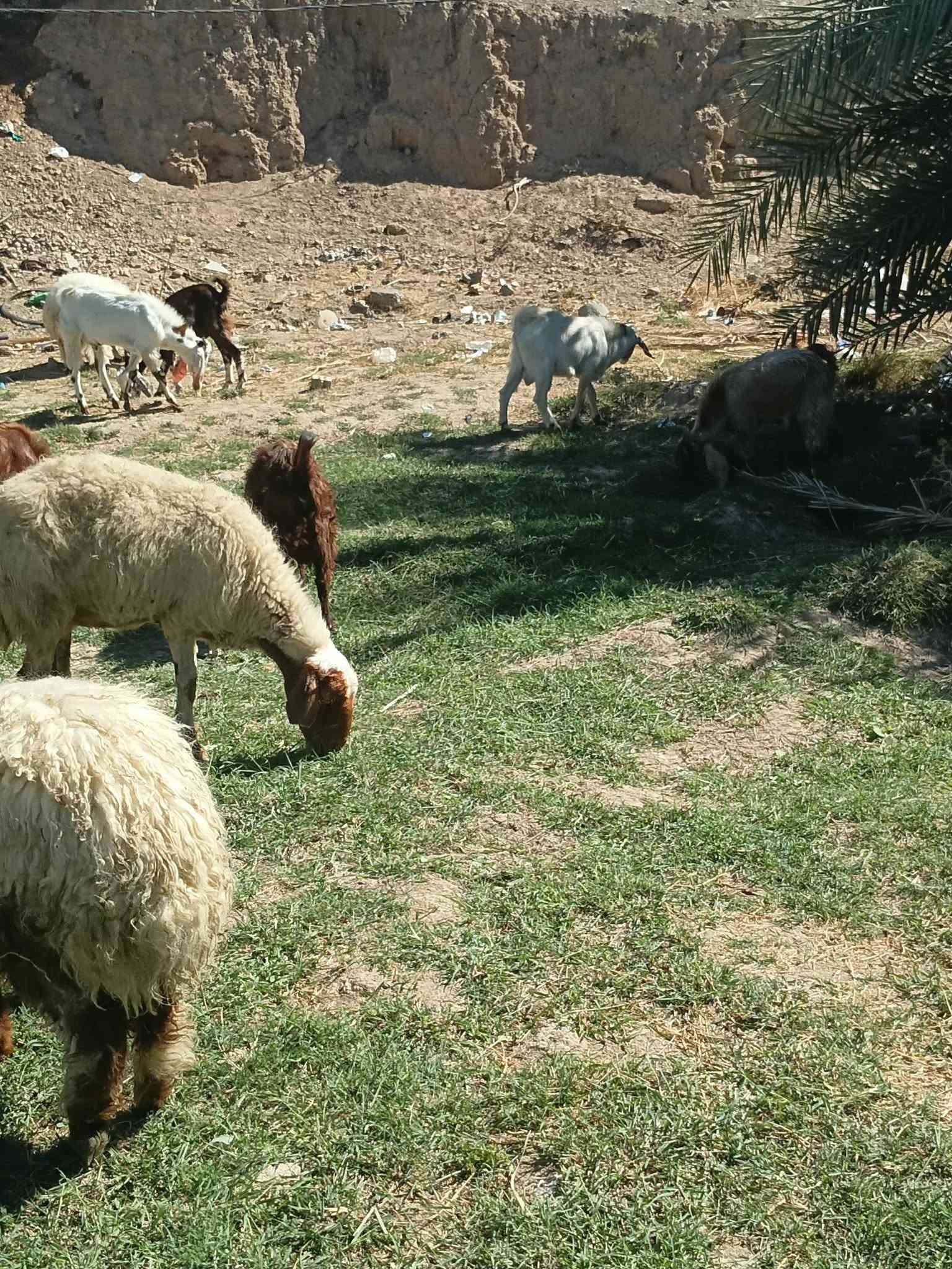للبيع • تكريت فلكه العلم
