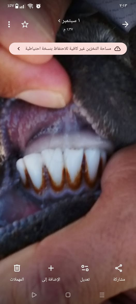 نعحه شطور   ربيطه بيت خشنه وعدله تريده گصب تريده جنيه وياها فحل ما أعرف عشره أو لا
وسنها گدامك 

السعر 410

وبيها مجال 

للاستفسار الاتصال على الرقم ***********
