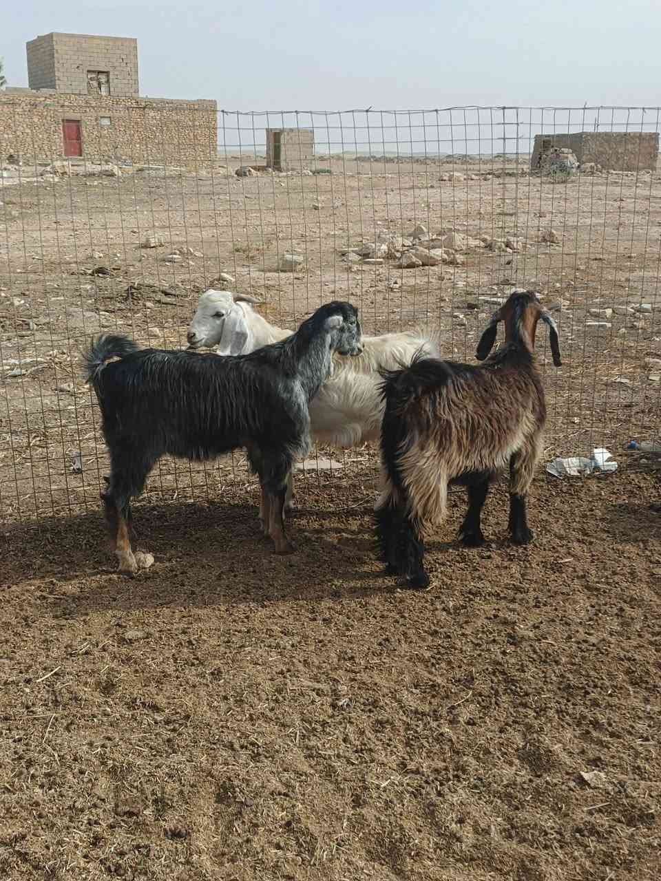سمان • ٣ • ناحية الريحانة