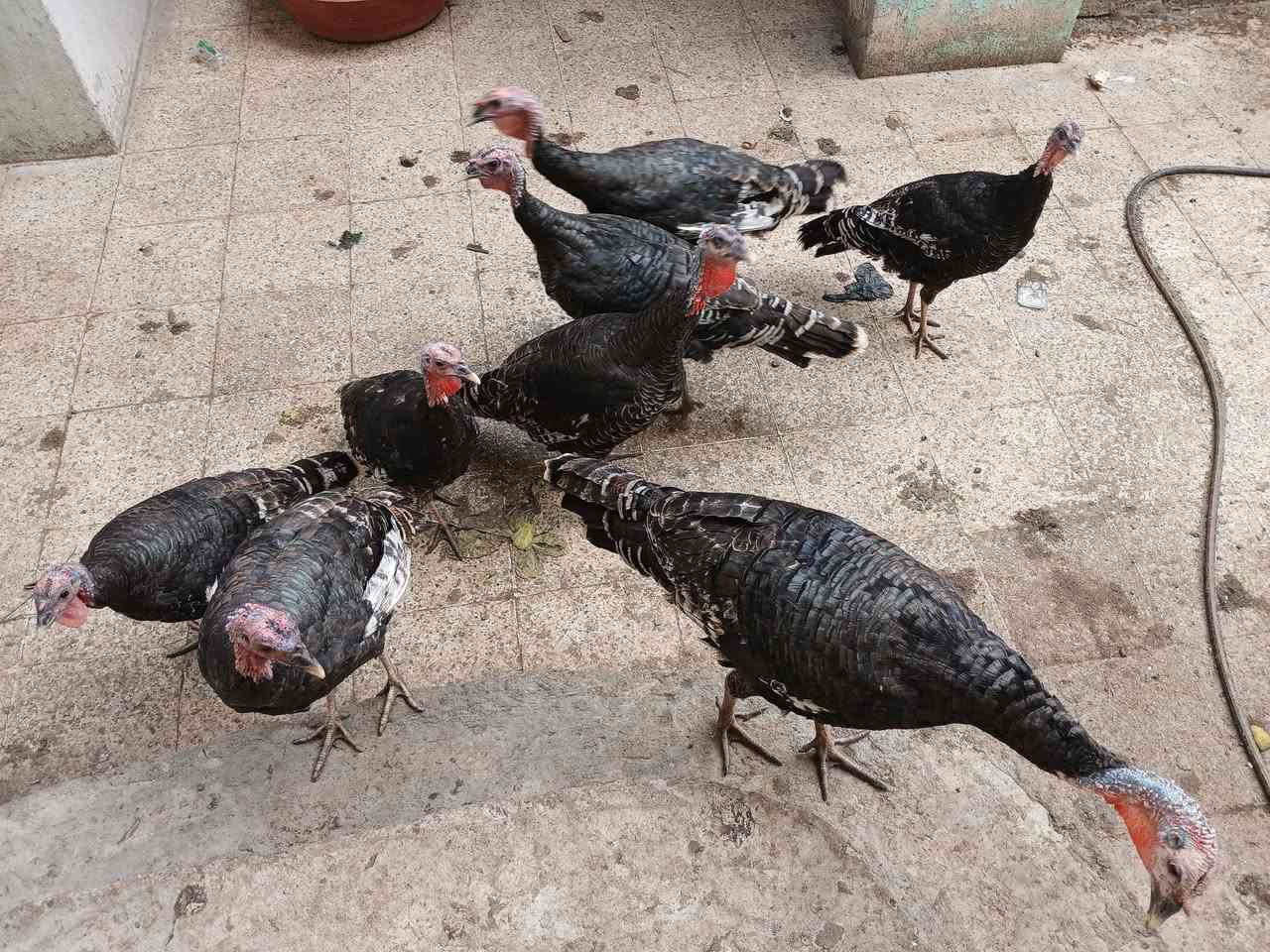 علويات • ٧ • فحله ونثايه
