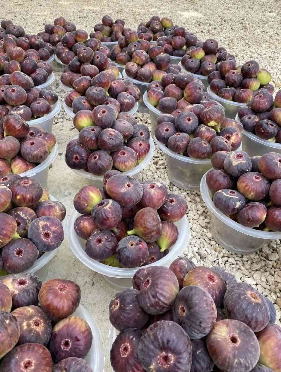 🌱 شتلات تين العبيد الأسود متوفرة
للي يعرف التين ويحب الأصناف المميزة 👌
متوفر تين العبيد الأسود، شتلات ممتازة وجاهزة للزراعة 🌿

🍈 ثمر مميز
🌱 شتلة قوية
🏡 مناسبة للزراعة بالمزارع والبيوت
🕐 ينزرع بهذا الوقت 

💰 السعر: 5,000 دينار للشتلة الواحدة و بي مجال اذا تاخذ كمية
🟢 المكان: الدولاب المركز

📩 للطلب والاستفسار راسلني خاص
او اتصل على الرقم ***********
