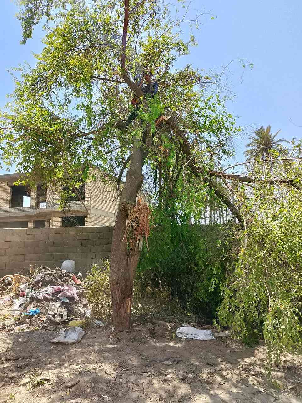 قطع الشجار ونخيل في بغداد***********
