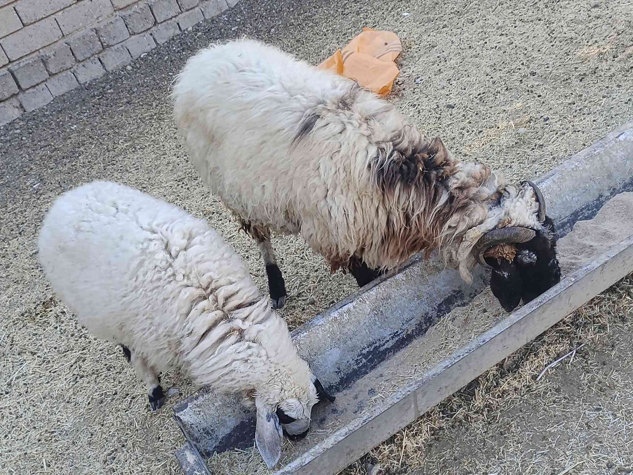 أم مرضعة • ١٣ شهر ونص • بيجي