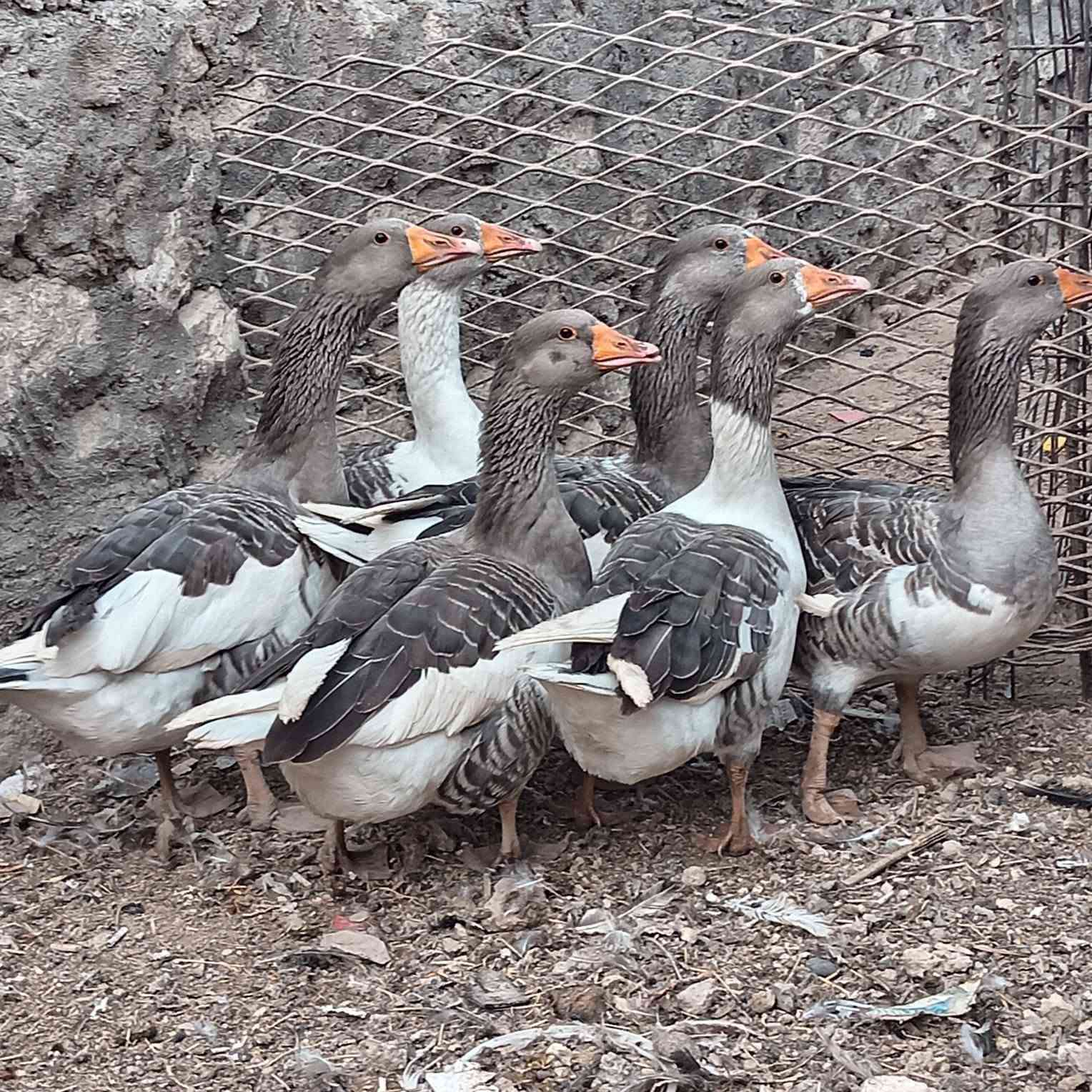 وز عراقي • نضيف • حديثة خفاجية