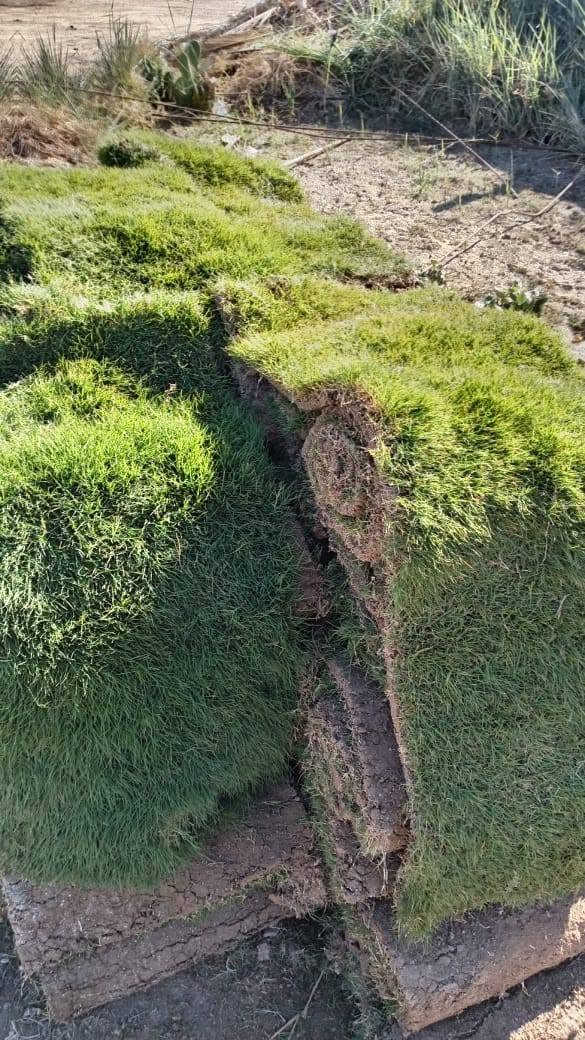 مستعدين لزراعه كافه البساتين والملاعب والحدائق باسعار مناسبه باداره الاخ ابو مهدي المرشدي المرشدي التواصل رقم الهاتف*********** #بساتين #البصره #العراق
