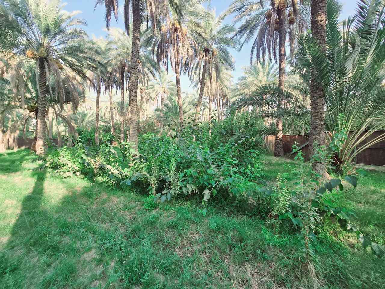يالله أللهم صل على محمد وآل محمد)
ليوم جبنالكم عرض جميل جدا بستان مخدومة بالكامل راحة

 نفسية  تريد ترفيهي تريد سكن للبيع دونم اله ربع المساحة بالامتار 

 1875  متر   نوع السند طابو زراعي

 سند 25 تحويل سهم مباشر بأسم المشتري  ينزل أسمك بالسند سهم تتوفر كافة

 الخدمات ماء سقي سيح ماء اساله كهرباء مولد جميع

 الخدمات متوفرة منطقة هادئة جدا 

 العنوان كربلاء الحسينية قرب جسر 🌉 الإبراهيمية

 الها مدخلين مدخل الأول من شارع الحسينية ومدخل الثاني

 من شارع الابراهيمية تبعد عن شارع الحسينية 1200 متر

 وتبعد عن شارع الابراهيمية كيلو ونص او اقل وعن جسر

 🌉 الإبراهيمية 2 كيلو وعن مركز المدينة 12 كيلو 

#السعر   175  مليون مع المجال للجاد بالشراء للاستفسار

 اكثر اتصلوا بالأرقام التالية 

(  ‏‪***********‬‏  ) (  ***********   )

ابو فاطمة عنوان المكتب شارع الحسينية قرب جسر 🌉 الإبراهيمية مقابل شارع عون مكتب النافعي للعقار  النافعي للعقارات -كربلاء    #اشاره #الاصدقاء #متابعين #اكسبلور #الجميع👈 مكتب النافعي للعقارات كربلاء
