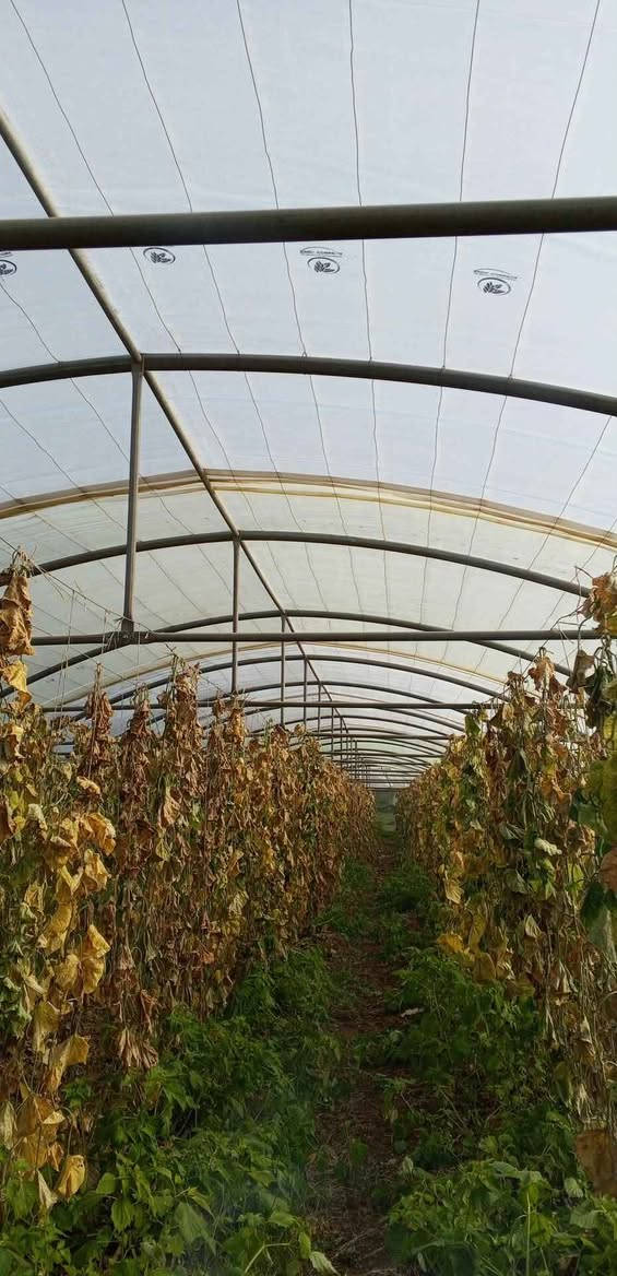 سلاو هاوڕێیان
3کۆخی دوملیمی لوبنانی بۆفرشتن
کاملن 
درەجەیێکن لەخاوێنی
بکار دێت بۆکاری کشتوکالیو
ئاژەل داری
گەر مشتەری پەیوەندی بکە*********** دهوك, العراق
