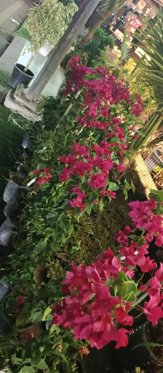 نباتات داخلية • نباتات خارجية