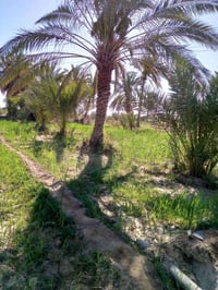 بستان ٢ دونم • نهر الوفاه • ماء كهرباء مجاري