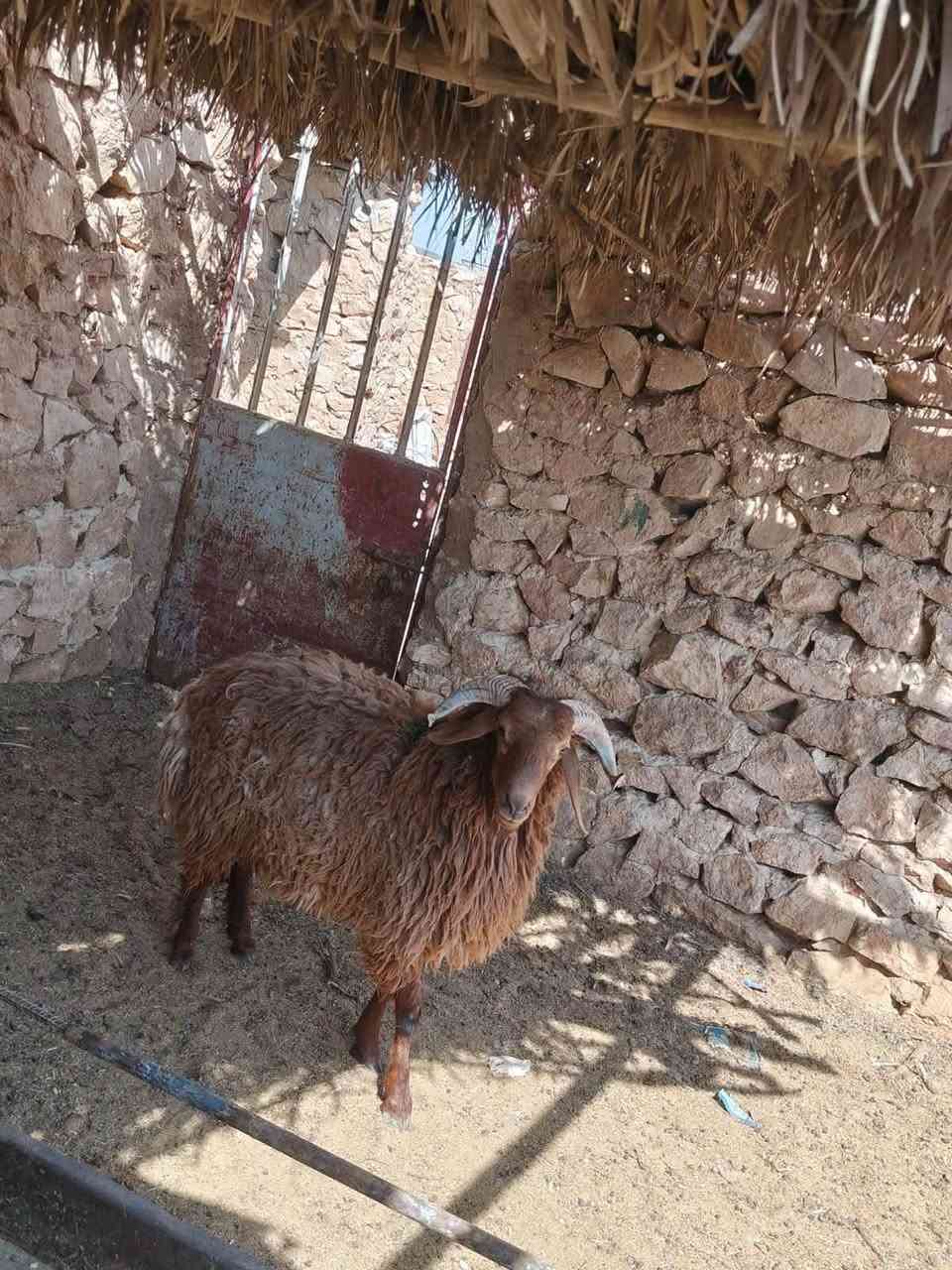 متاح طلي خشنه فول شكه طويله وسمن قفلةلحم وشحم مربوطة عله شعير فحل فول شتريد برهم فحل كصابه كلشي برهم شرط نصاح سعر خاص مكان بروانه سنجك يوجد توصيل حسب لاتفاق ***********
