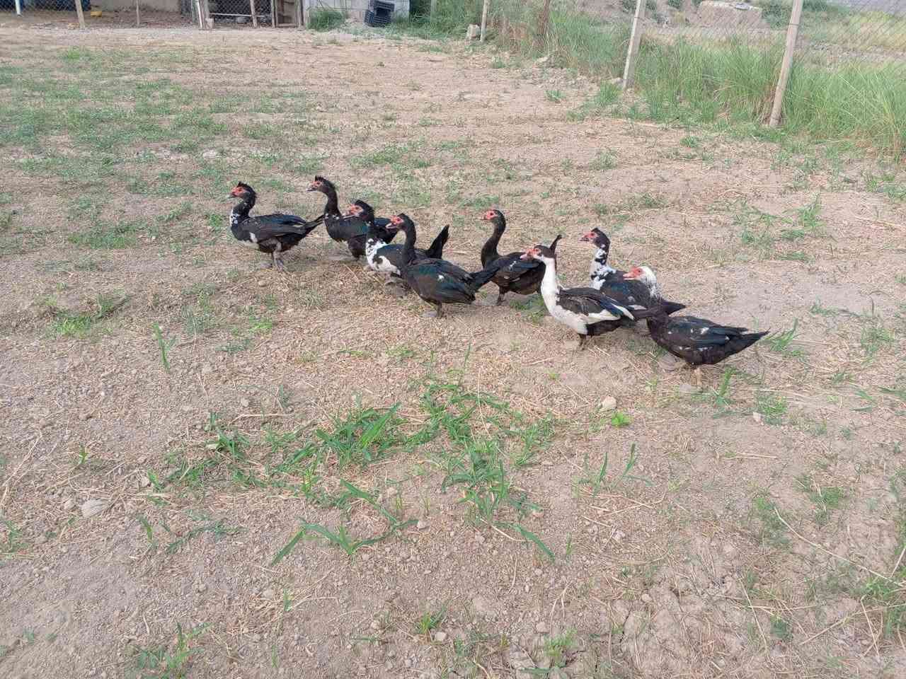 فحله • بط • للبيع