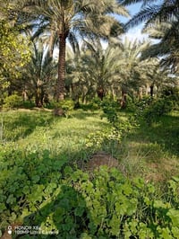 ١٢٧ دونم • طابو زراعي سند ٢٥ • قرب دجلة ١٥٠م